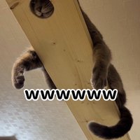 キャットウォークの穴に顔をはめた猫を見て笑う飼い主