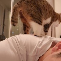 人の背中に乗る猫