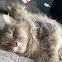 「すぴー」と寝ている猫