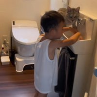 気づく猫