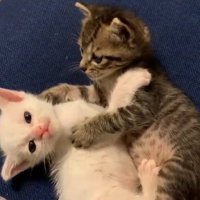 こむぎくんがこゆきちゃんを抱えるようにじゃれる様子