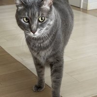 立っている猫