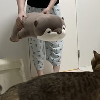 大きなぬいぐるみを猫に見せる様子