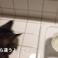水のうつわをみている猫