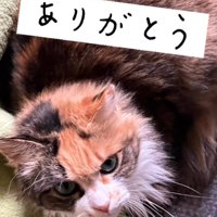 座って上を向く猫