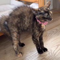 威嚇したまま固まる猫