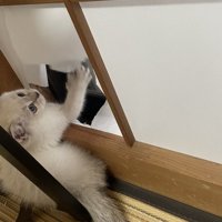 障子を破る子猫