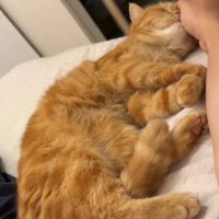 においを嗅ぐ猫