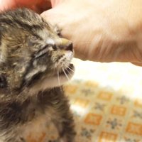 なでられる子猫