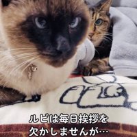 キジトラ猫に怒られるシャム猫