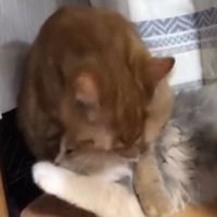 子猫を毛繕いする茶トラ猫