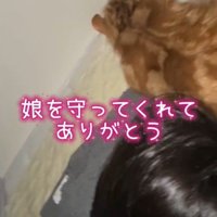 娘に寄り添って眠る猫