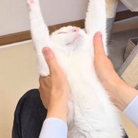 バンザイする白い猫