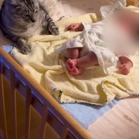 赤ちゃんに寄り添う猫