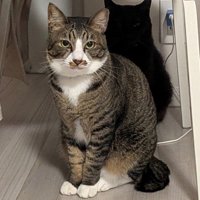 遠くから撮影されるキジ白猫