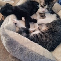 猫ベッドでくつろぐ黒猫とキジ白猫
