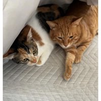 ベッドにいる猫たち