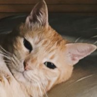 猫の顔
