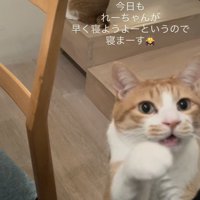 ママをベッドに誘う茶白猫と後ろの階段に座る茶白猫