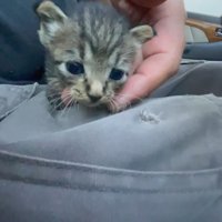 保護された子猫