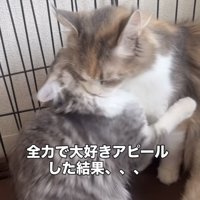 ママ猫に抱きつく子猫