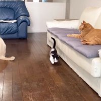 室内にいる猫たち