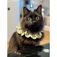 被り物をしている猫