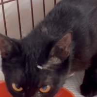 ごはんを食べる猫