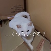 挟まる猫