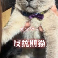 目を閉じそうな猫