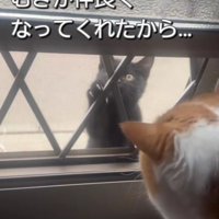 ドアを挟んで向き合う2匹の猫