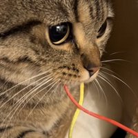 おもちゃを咥える猫の写真2