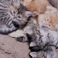 マットの上でくつろぐ6匹の子猫