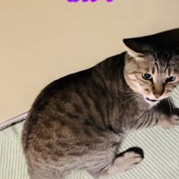 帰宅を拒否するキジトラ猫