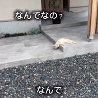寝転がる子猫