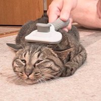 ブラッシングをされている猫