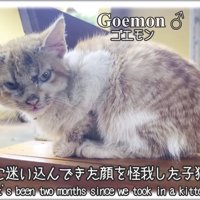 テロップ「庭に迷い込んできた～」