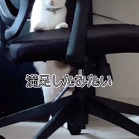 満足そうな猫