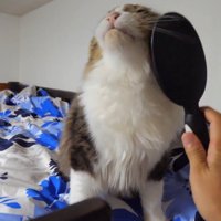 ブラッシング