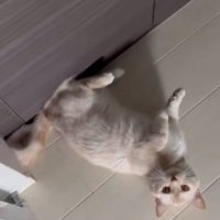 ゴローン大成功