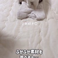 ふみふみしている猫