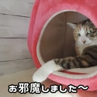 「お邪魔しました～」のテロップ写真