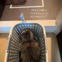 洗濯カゴの中でルームツアーをしたがる猫
