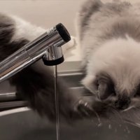 隣の猫のしっぽが顔に当たる猫