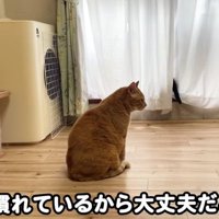 室内にいる猫