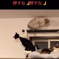 落ちた猫