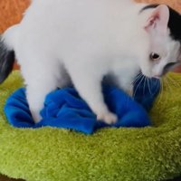 毛布の上に立っている猫