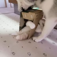箱に被さるはっちゃん