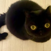 床から見上げる猫