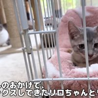 ケージの中の子猫と座っている大人猫